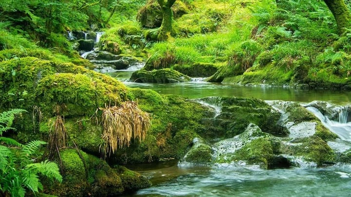 Nant Gwernol Forest and Waterfall Walk