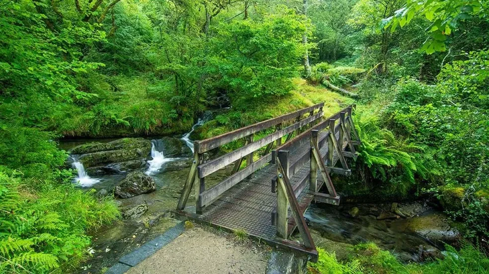 A wooden footbridge crossing a rocky stream in the lush green woodland at Nant Gwernol