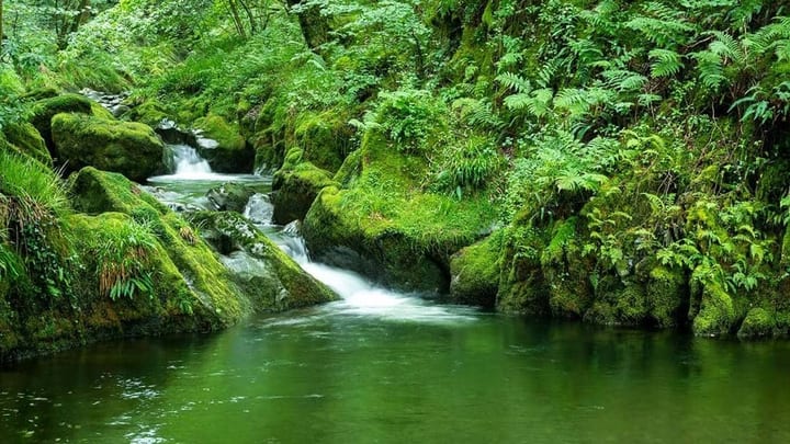 Nant Gwernol Forest and Waterfall Walk
