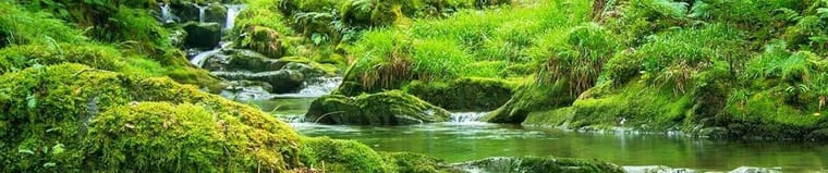 Nant Gwernol Forest and Waterfall Walk