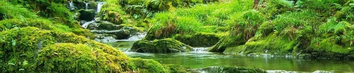 Nant Gwernol Forest and Waterfall Walk