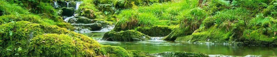 Nant Gwernol Forest and Waterfall Walk