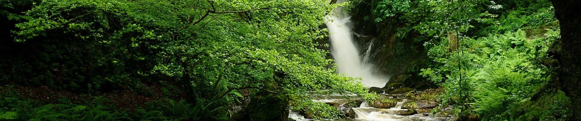 Dolgoch Falls Waterfall Walk