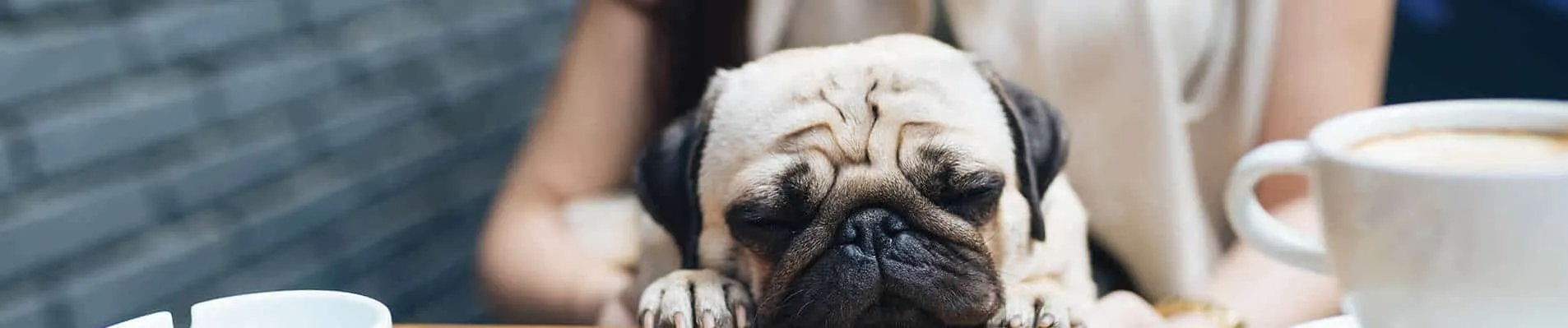 Dog friendly cafes in Tywyn