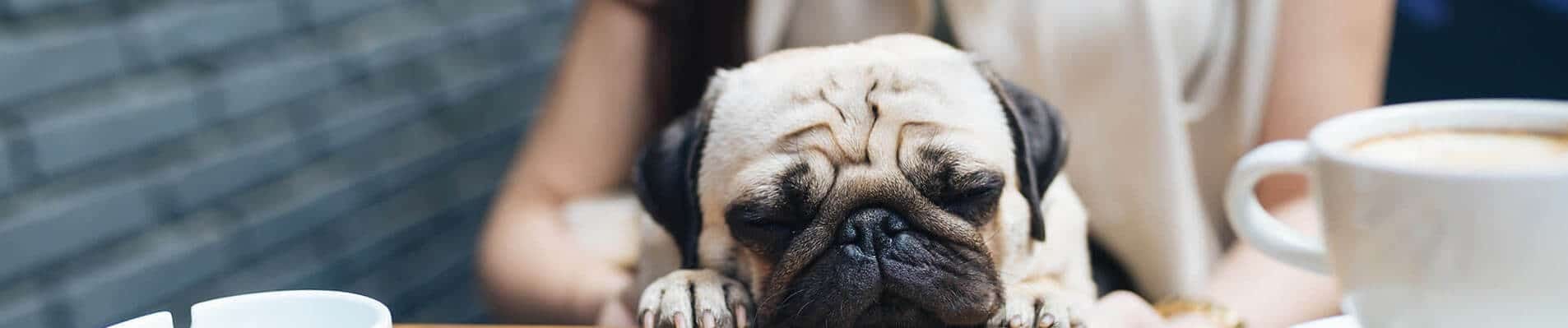 Dog friendly cafes in Tywyn
