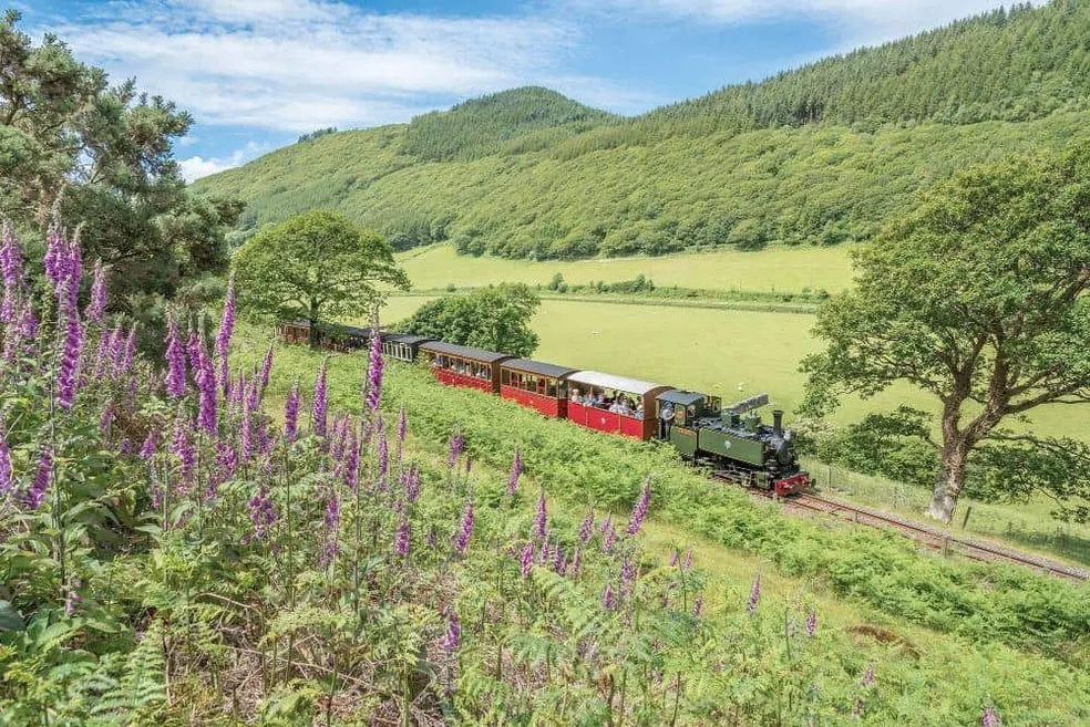A steam train from the Talyllyn Railway travelling through the lush Welsh Afon Fathew valley. With purple foxglove flowers in the foreground, and green forest in the background.